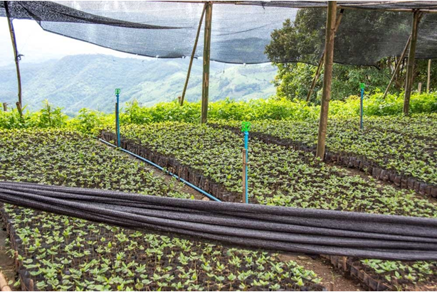 Thai_coffee_production_640x428