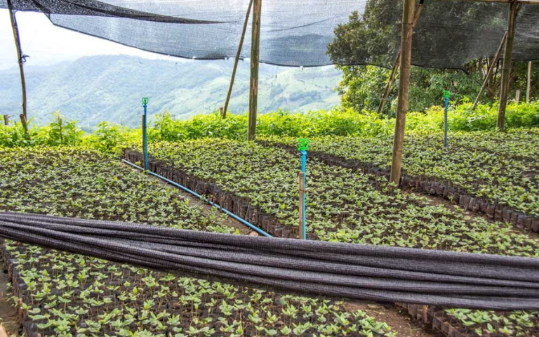 Thailand's coffee production continues to evolve with support from Caffe De Aromi